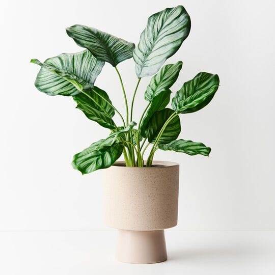Iris Footed Pot W/ Saucer Textured Sand