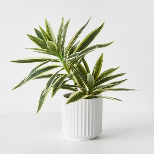Cordyline Artificial Plant in Ribbed White Pot
