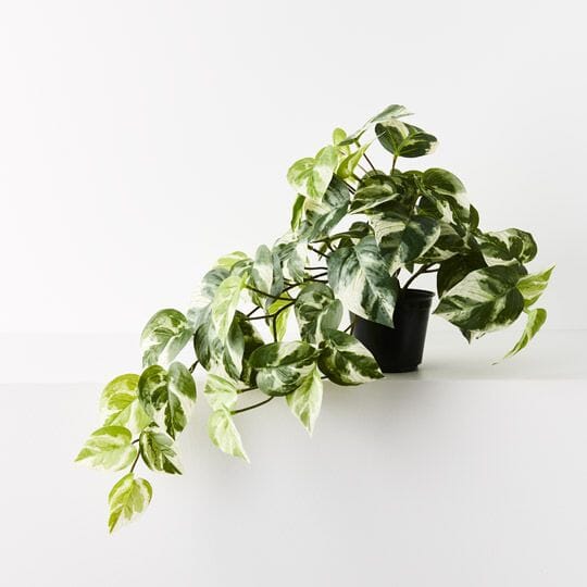 Pothos Real Touch Hanging Bush in Pot 66cm