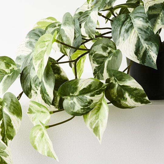 Pothos Real Touch Hanging Bush in Pot 66cm