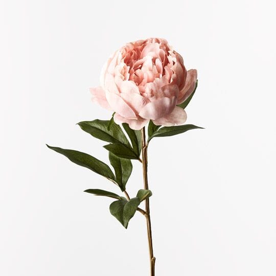 Peony Stem in Coral 64cm