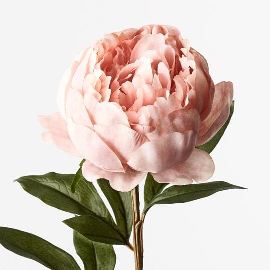 Peony Stem in Coral 64cm