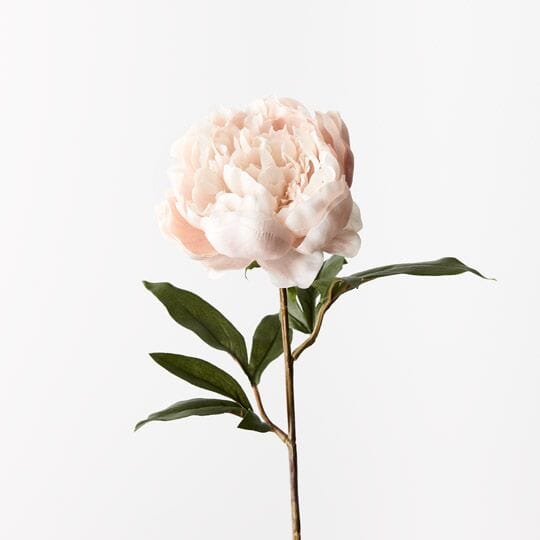 Peony Stem in Cream 64cm