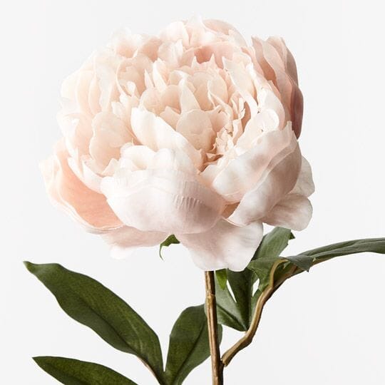 Peony Stem in Cream 64cm