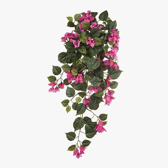 Bougainvillea Hanging Bush in Fuschia 70cm