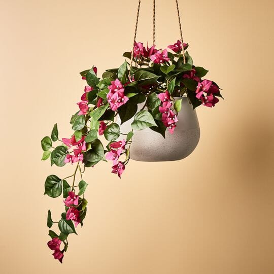 Bougainvillea Hanging Bush in Fuschia 70cm