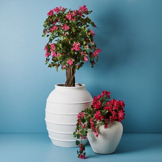 Bougainvillea Hanging Bush in Fuschia 70cm