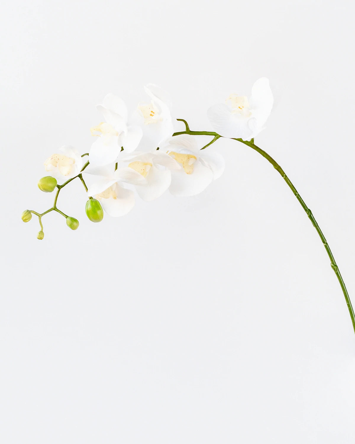 Soft Touch Faux Orchid in White - Save 50%