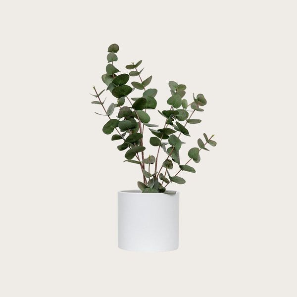 Serra Ceramic Plant Pot in White - Small (Save 40%)
