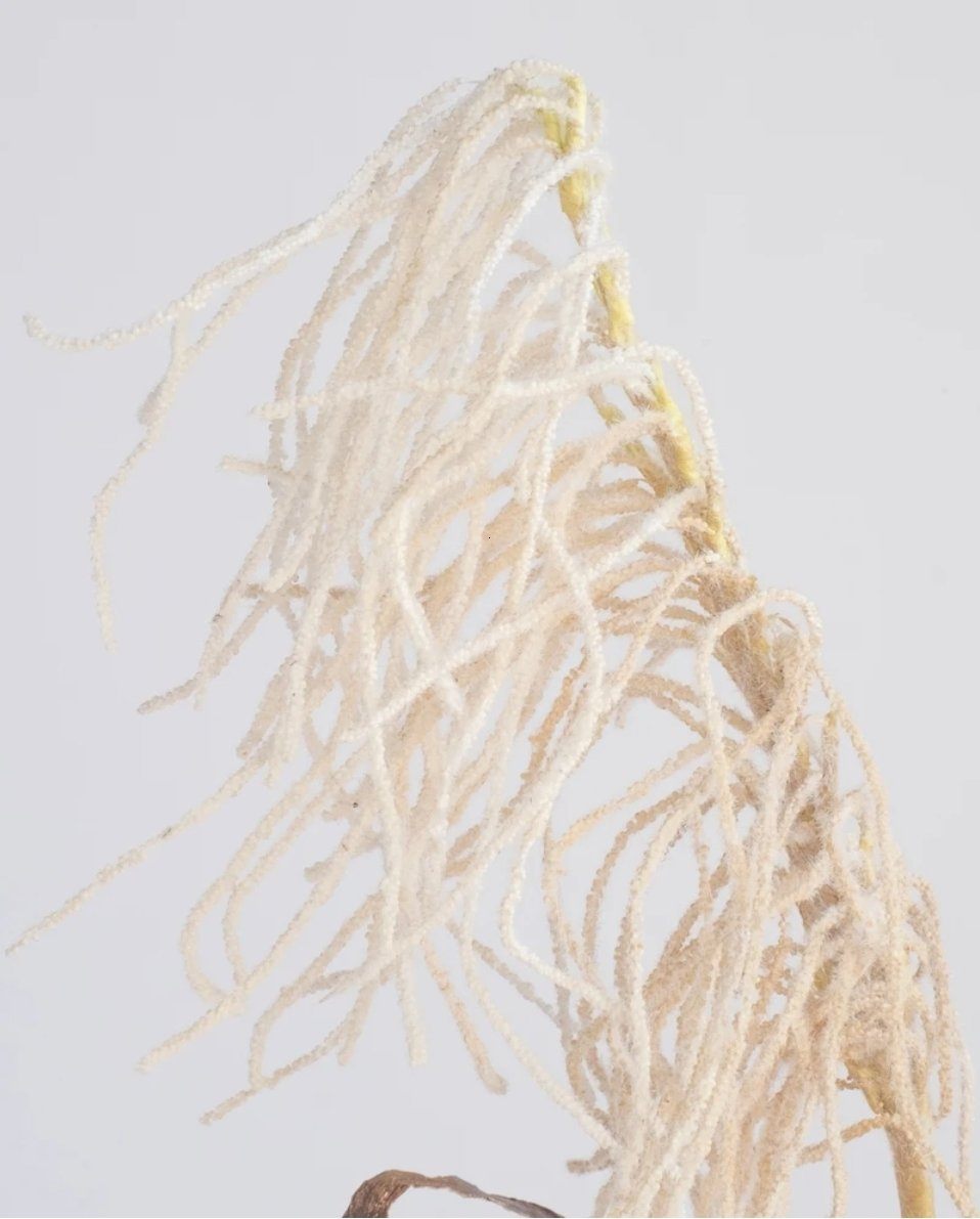 Hanging Reed Spray in Cream 90cm (Save 40%)