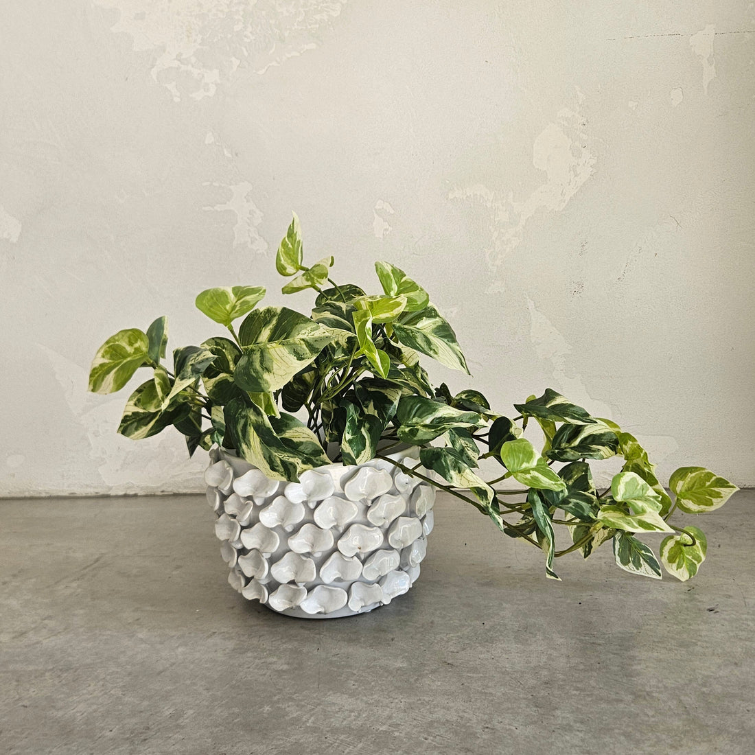 Catalina Oyster Shell Ceramic Pot in White