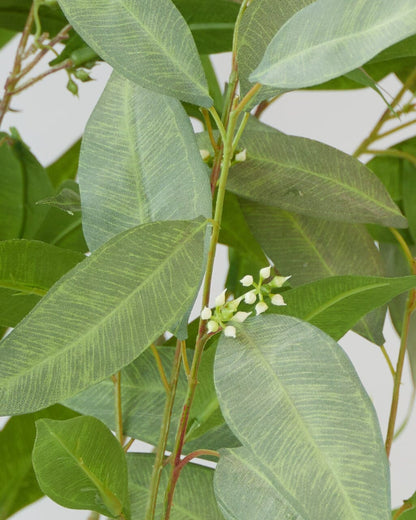 Eucalyptus Tree 157.5cm