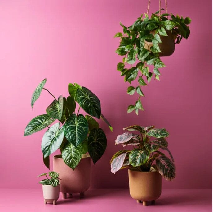 Anthurium Clarinervium Artificial Potted Plant 63cm