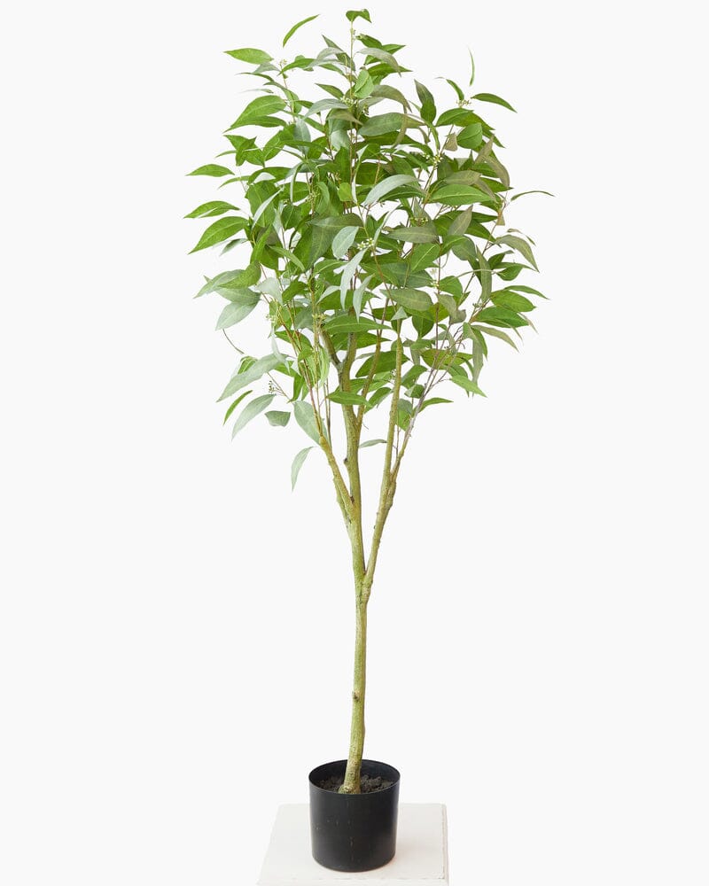 Eucalyptus Tree 157.5cm