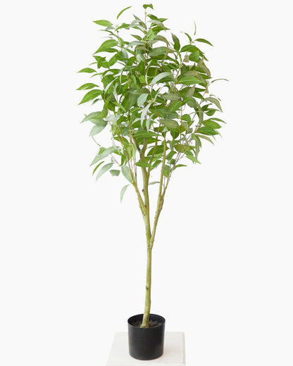 Eucalyptus Tree 157.5cm