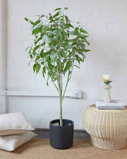 Eucalyptus Tree 157.5cm