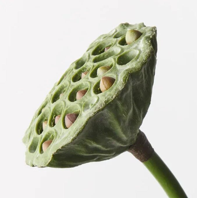 Lotus Seed Pod in Green/Burgundy 62cm