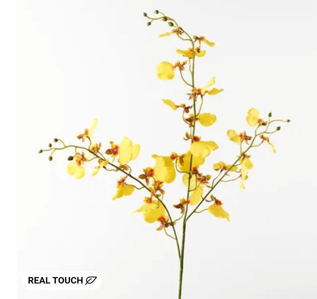 Orchid Dancing in Yellow 73cm