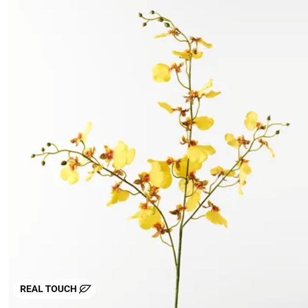 Orchid Dancing in Yellow 73cm