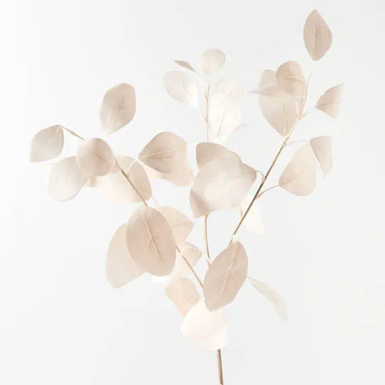 Eucalyptus Silver Dollar in Off-White