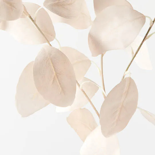 Eucalyptus Silver Dollar in Off-White