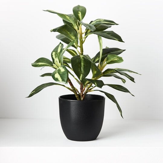 Dieffenbachia Artificial Indoor Plant 26cm