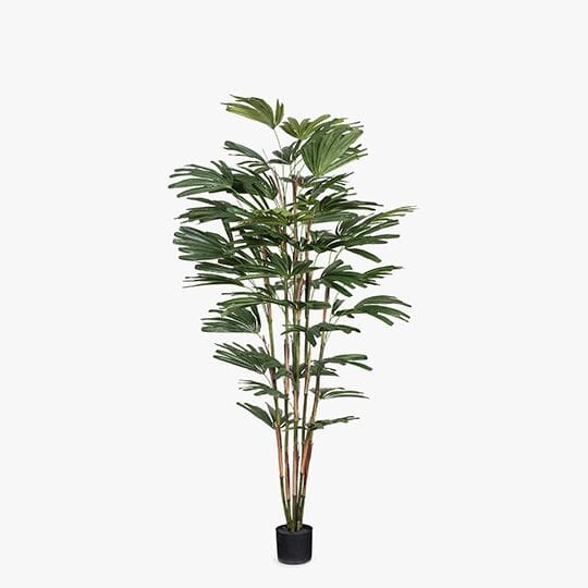 Palm Rhapis Plant 182cm
