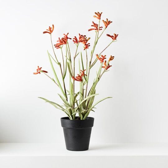 Kangaroo Paw Artificial Plant in Burnt Orange 60cm