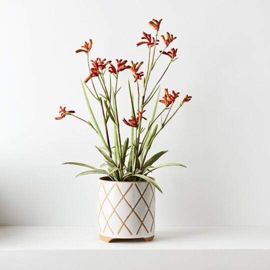 Kangaroo Paw Artificial Plant in Burnt Orange 60cm