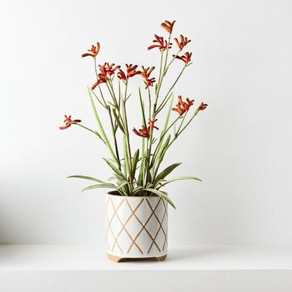 Kangaroo Paw Artificial Plant in Burnt Orange 60cm