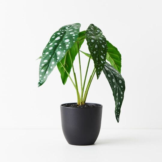 Begonia Maculata Artificial Plant 28cm