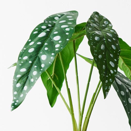 Begonia Maculata Artificial Plant 28cm