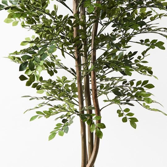 Acacia Tree 180cm