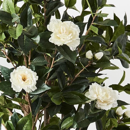 Camellia Flowering Tree 150cm