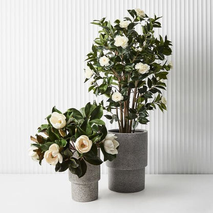 Camellia Flowering Tree 150cm