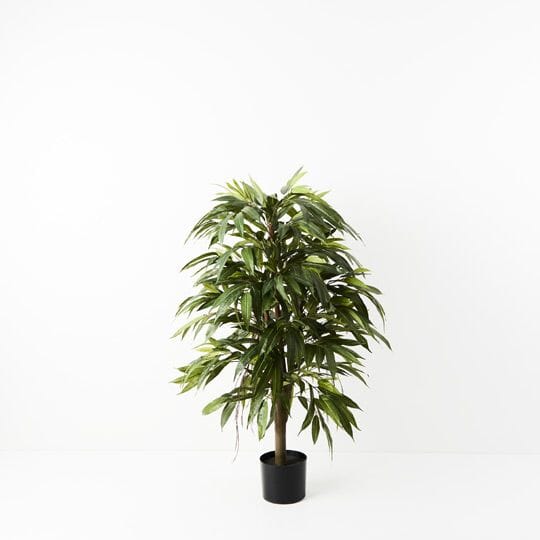 Longifolia Tree 120cm