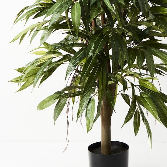 Longifolia Tree 120cm