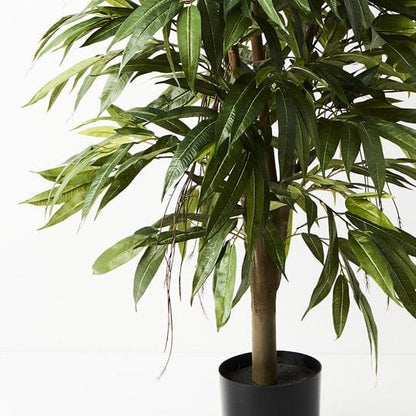Longifolia Tree 120cm