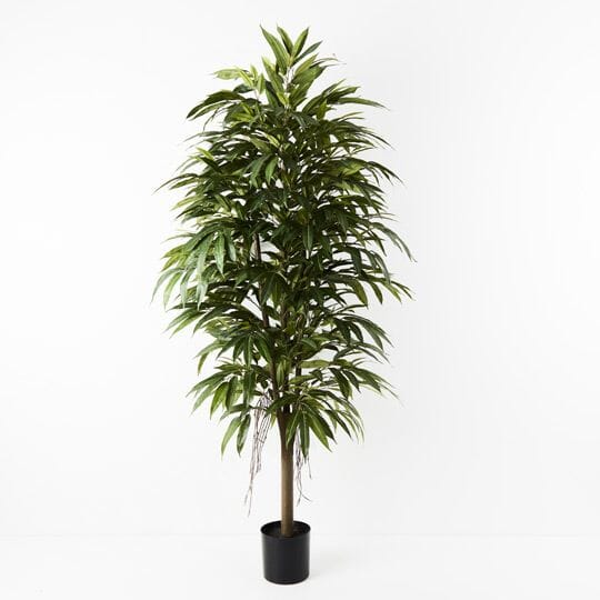 Longifolia Tree 180cm