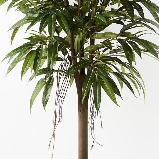 Longifolia Tree 180cm
