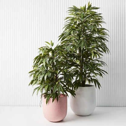 Longifolia Tree 120cm