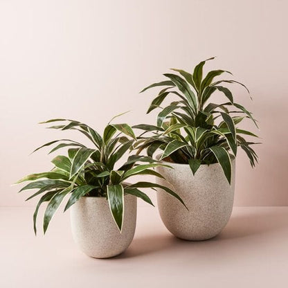 Cordyline Faux Plant in Green/White 60cm