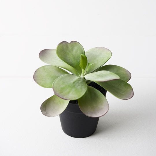 Kalanchoe Faux Flapjack in Pot