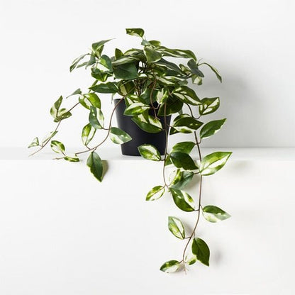 Hoya Real-Touch Artificial Hanging Bush in Pot 32cm