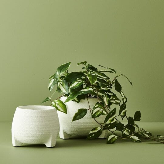 Hoya Real-Touch Artificial Hanging Bush in Pot 32cm