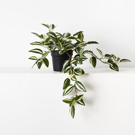 Wandering Jew Hanging Bush in Pot