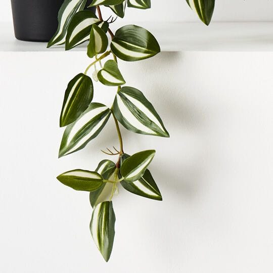 Wandering Jew Hanging Bush in Pot