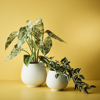 Caladium Artificial Potted Plant 63cm