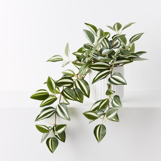 Wandering Jew &