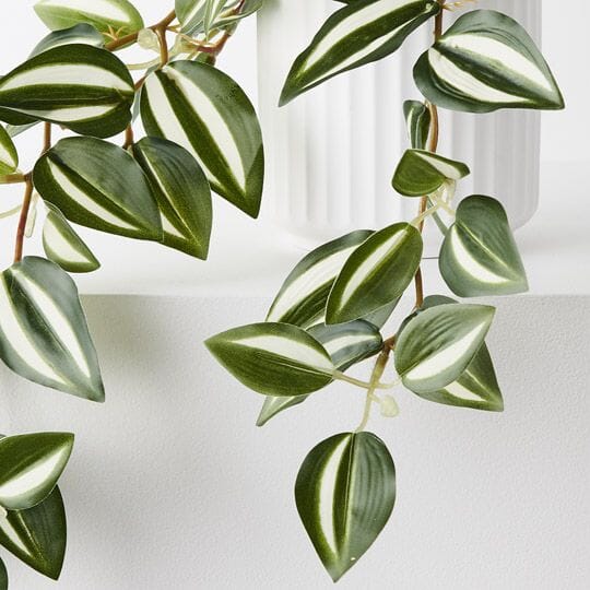 Wandering Jew &
